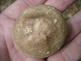 Leccinum snellii image