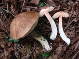 Leccinum snellii image