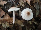 Lepiota cristata image