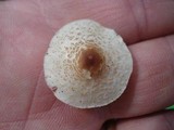 Lepiota cristata image