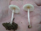 Lepiota cristata image