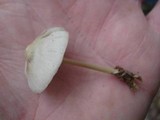 Mycena niveipes image