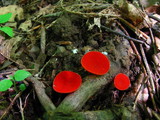 Sarcoscypha occidentalis image