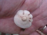 Mycena niveipes image