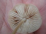 Mycena niveipes image