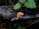 Crepidotus crocophyllus image