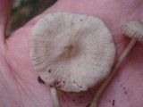 Mycena niveipes image