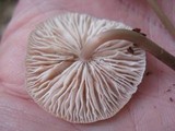 Mycena niveipes image