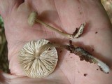 Mycena niveipes image