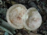 Paxillus involutus image