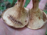 Paxillus involutus image