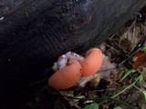 Rhodotus palmatus image