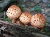 Pholiota squarrosoides image