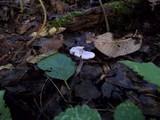 Inocybe lilacina image