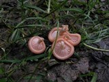 Rhodotus palmatus image