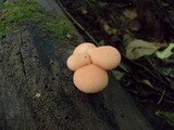Rhodotus palmatus image
