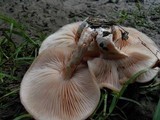 Rhodotus palmatus image