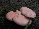 Rhodotus palmatus image