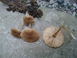 Pluteus longistriatus image