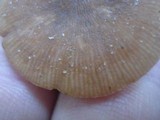 Pluteus longistriatus image