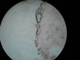 Pluteus longistriatus image
