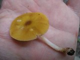 Pluteus flavofuligineus image