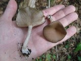 Pseudoclitocybe cyathiformis image