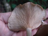 Pseudoclitocybe cyathiformis image