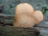 Tapinella panuoides image