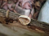 Tapinella panuoides image