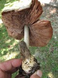 Volvariella volvacea image