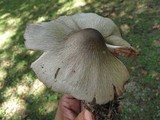 Volvariella volvacea image