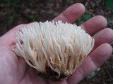 Tremellodendron pallidum image
