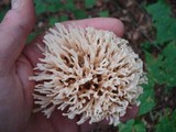 Tremellodendron pallidum image