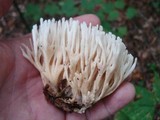 Tremellodendron pallidum image