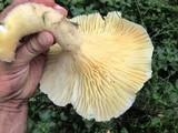 Lentinus levis image