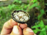 Coprinopsis variegata image
