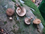 Agrocybe firma image