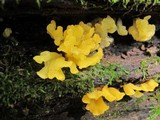 Dacryopinax spathularia image