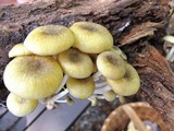 Chrysomphalina strombodes image