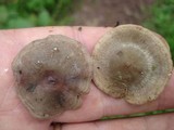 Baeospora myriadophylla image