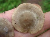 Baeospora myriadophylla image