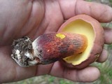 Baorangia bicolor image
