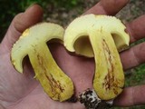 Baorangia bicolor image
