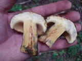 Baorangia bicolor image