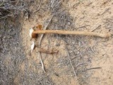 Battarrea phalloides image