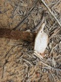 Battarrea phalloides image