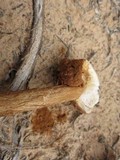 Battarrea phalloides image