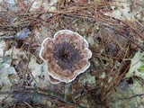 Hydnellum concrescens image