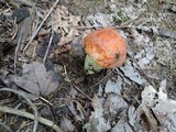 Leccinum albostipitatum image